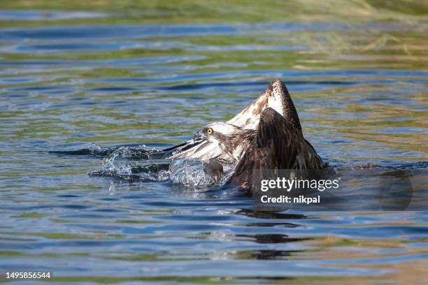 an osprey inside the water fishing on a lake in northern finland near kuusamo – finland - fly casting imagens e fotografias de stock