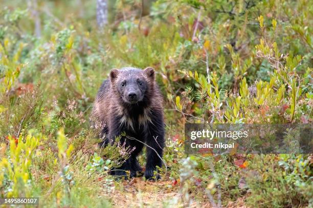 a wolverine walking in a forest with autumn colors in northern finland near kumho - finland - veelvraat marterachtigen stockfoto's en -beelden