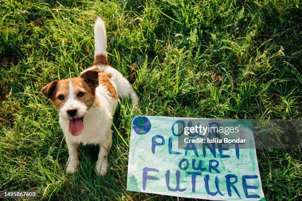 dog with save the planet placard - globe showing north america stock pictures, royalty-free photos & images