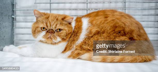 Rossobianco, an Exotic shorthair cat relaxes in their pen during the Merseyside GCCF Championship Show at Sutton Leisure Centre on June 03, 2023 in...
