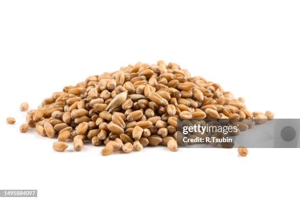 spelt grain dinkel wheat isolated on white background - spelt stock pictures, royalty-free photos & images
