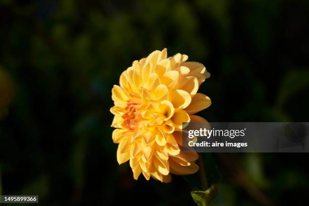 close-up of high angle view of colorful coreopsis lanceolata flowers in beautiful sunny day - coreopsis lanceolata stock pictures, royalty-free photos & images