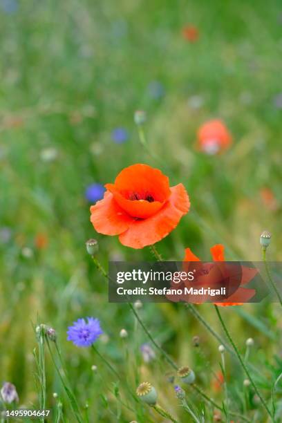 summer flowery meadow - orticoltura foto e immagini stock