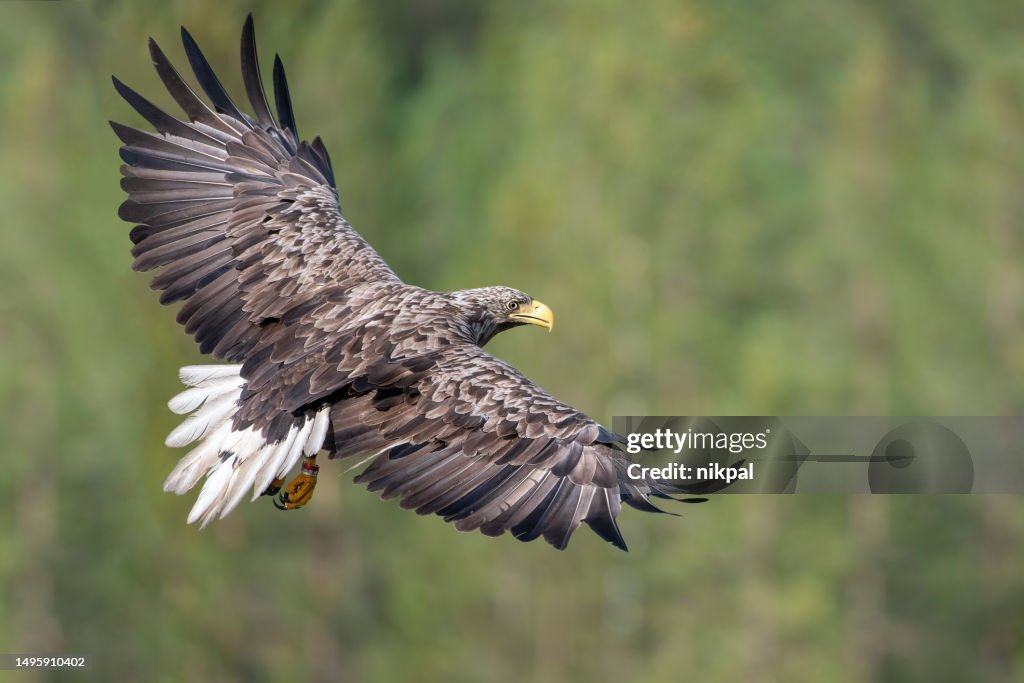A white tailed eagle in flight with the forest in the background in northern finland near kumho