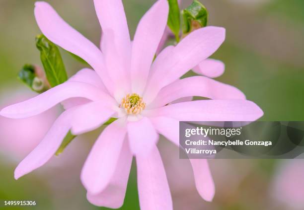 Spring Star Pink The Pink Star Photos and Premium High Res Pictures - Getty Images
