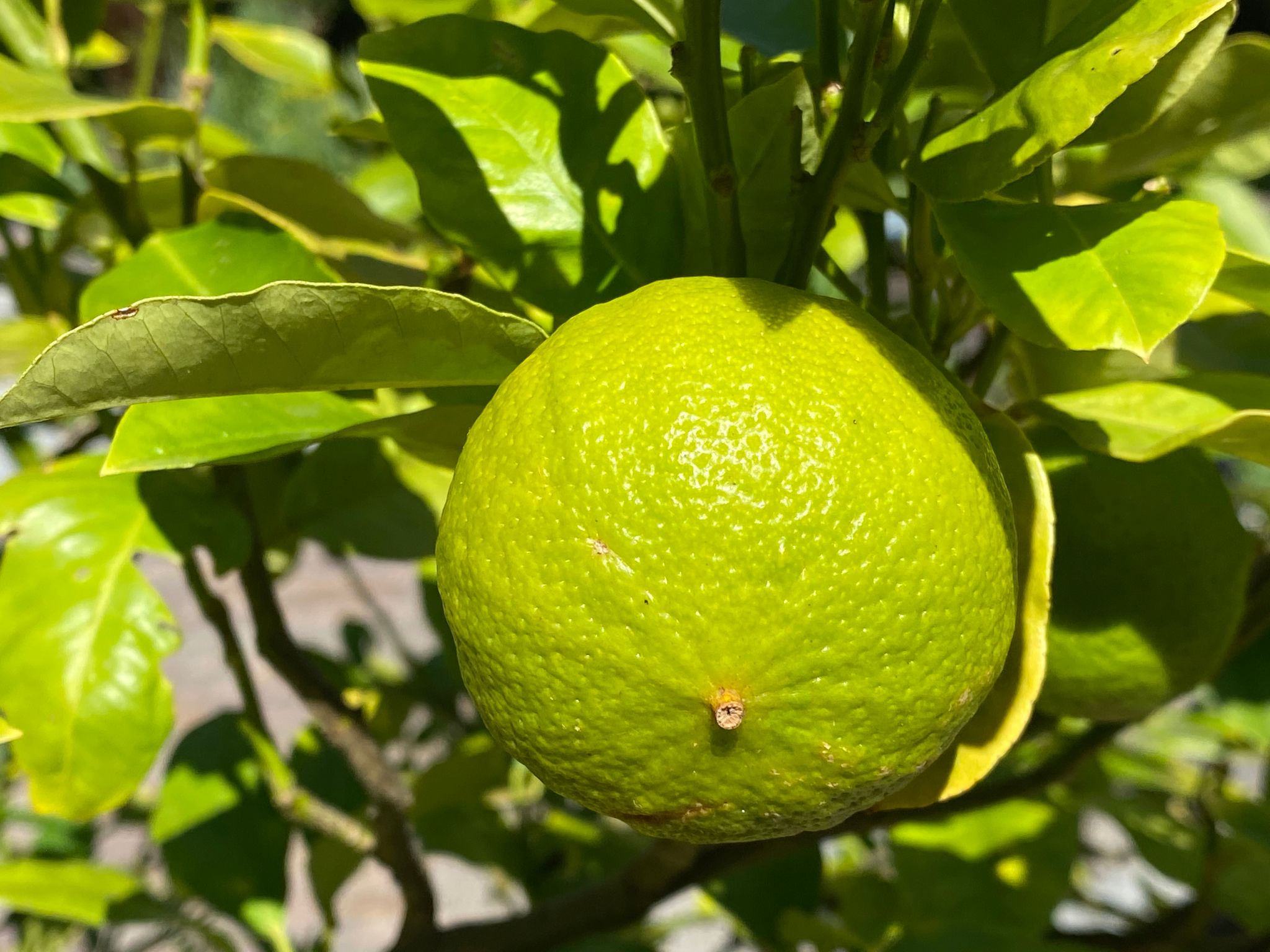 zitrusfrüchte