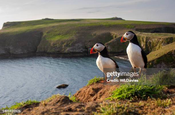 puffins against coastline - puffins imagens e fotografias de stock