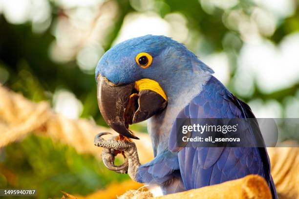 nahaufnahme eines lebendiges blau hyazinthara, blaue papagei porträt mit unscharfen hintergrund - blue and yellow macaws stock-fotos und bilder