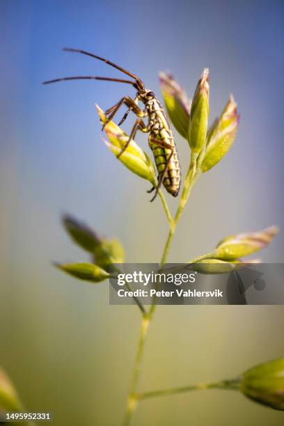 leptopterna dolabrata - mikrokosmos stock-fotos und bilder
