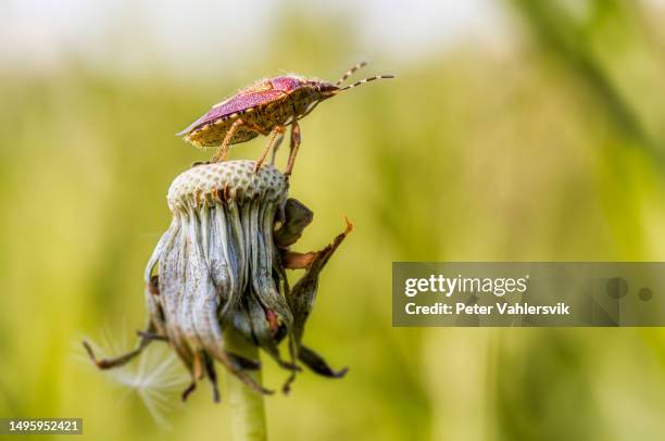 stink bug an top of a dandelion - porträtt stockfoto's en -beelden