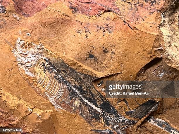 fish fossil on engraved on a rock - archaeological remains stock pictures, royalty-free photos & images