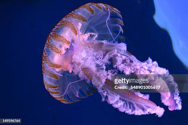jellyfish in water - méduse pélagique photos et images de collection