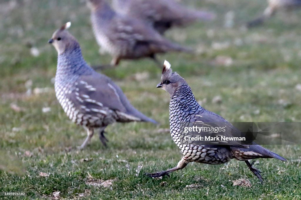 Scaled quail