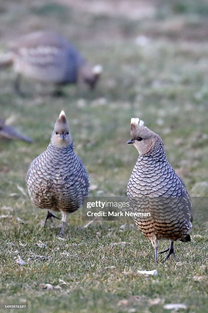 Scaled quail