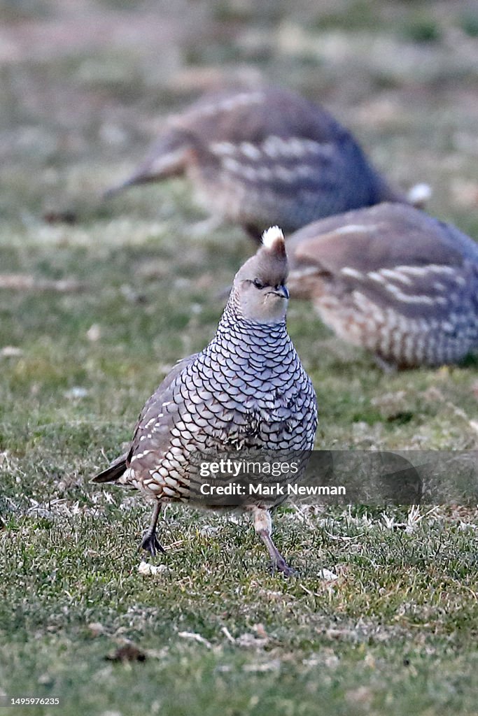 Scaled quail