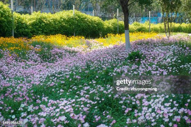 wild flowers in the park - jinan city stock pictures, royalty-free photos & images