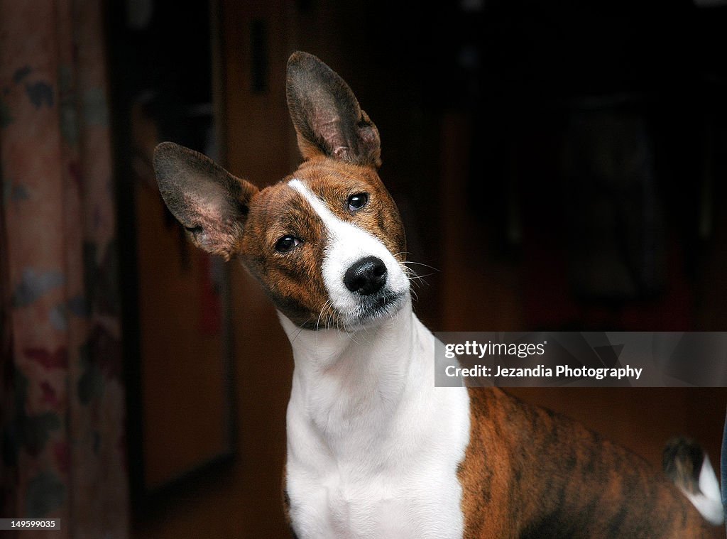 African Brindle Basenji