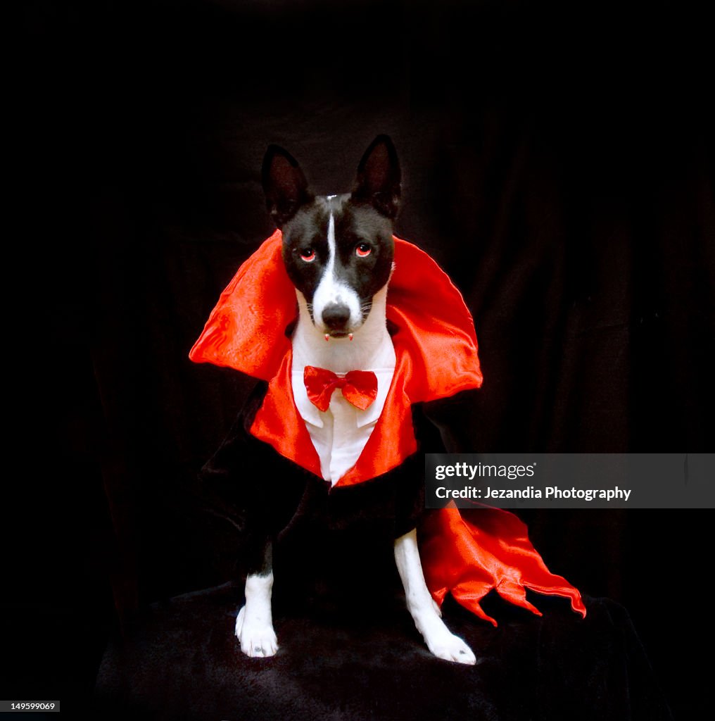 Dog wearing Dracula dress