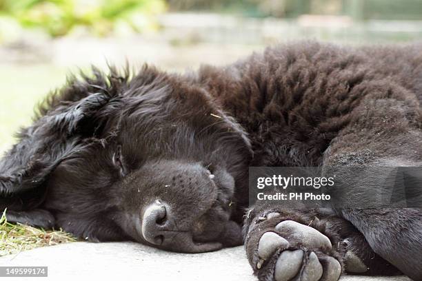 newfoundland pup hudson - newfoundlandshund bildbanksfoton och bilder