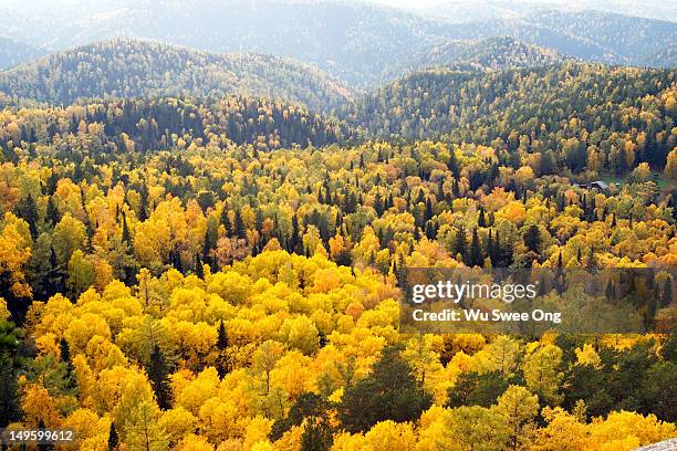 autumn foliage - taiga imagens e fotografias de stock