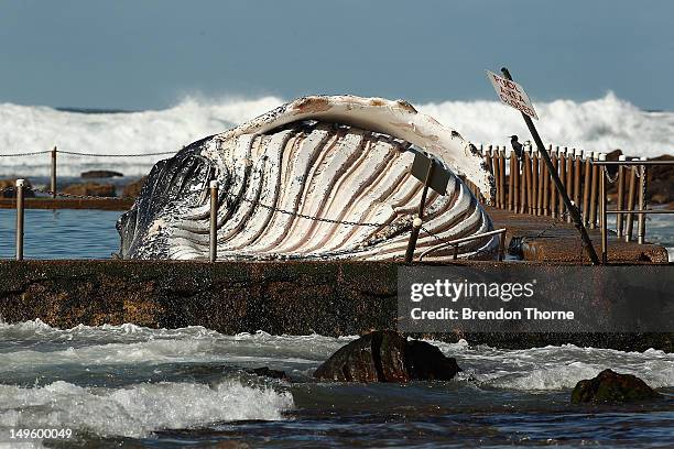 The carcass of a male sub-adult humpback whale washed up at New Port Beach overnight at Newport Beach overnight on August 1, 2012 in Sydney,...