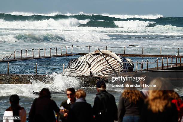 People gather on the beach to see the carcass of a male sub-adult humpback whale that washed up at New Port Beach overnight at Newport Beach...