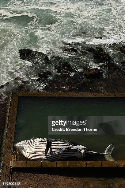 The carcass of a male sub-adult humpback whale washed up at New Port Beach overnight at Newport Beach overnight on August 1, 2012 in Sydney,...