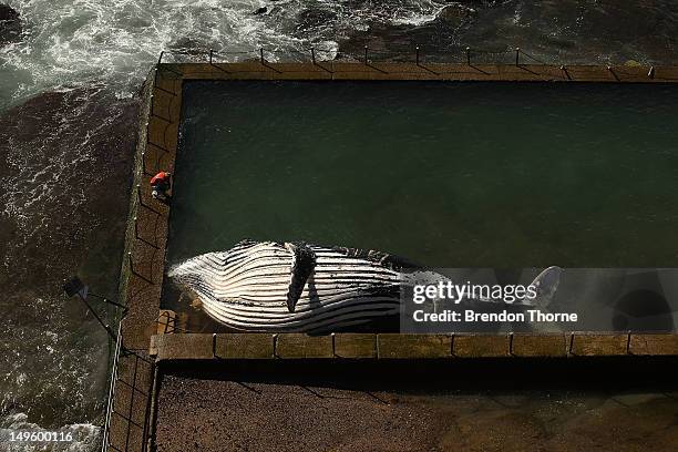 The carcass of a male sub-adult humpback whale washed up at New Port Beach overnight at Newport Beach overnight on August 1, 2012 in Sydney,...