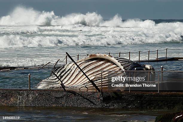 The carcass of a male sub-adult humpback whale washed up at New Port Beach overnight at Newport Beach overnight on August 1, 2012 in Sydney,...