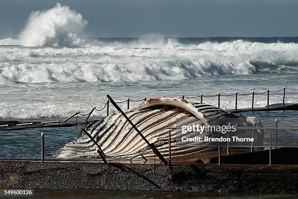 The carcass of a male sub-adult humpback whale washed up at New Port Beach overnight at Newport Beach overnight on August 1, 2012 in Sydney,...