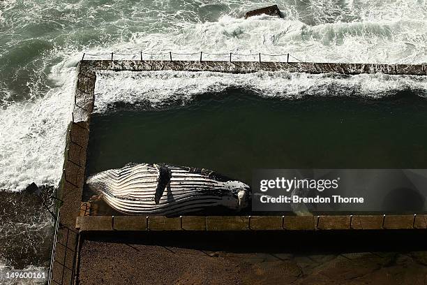 The carcass of a male sub-adult humpback whale washed up at New Port Beach overnight at Newport Beach overnight on August 1, 2012 in Sydney,...