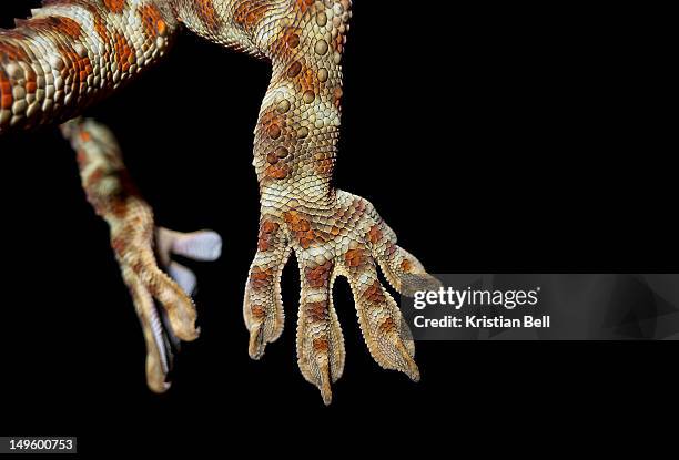 tokay gecko - geco foto e immagini stock