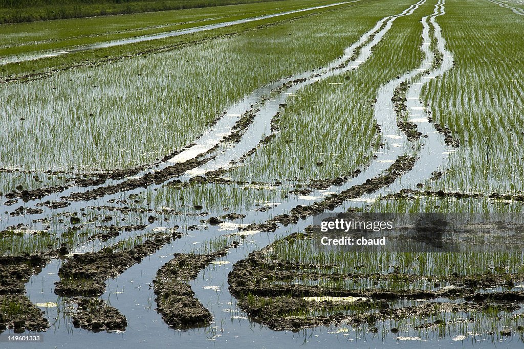 Skid in paddy