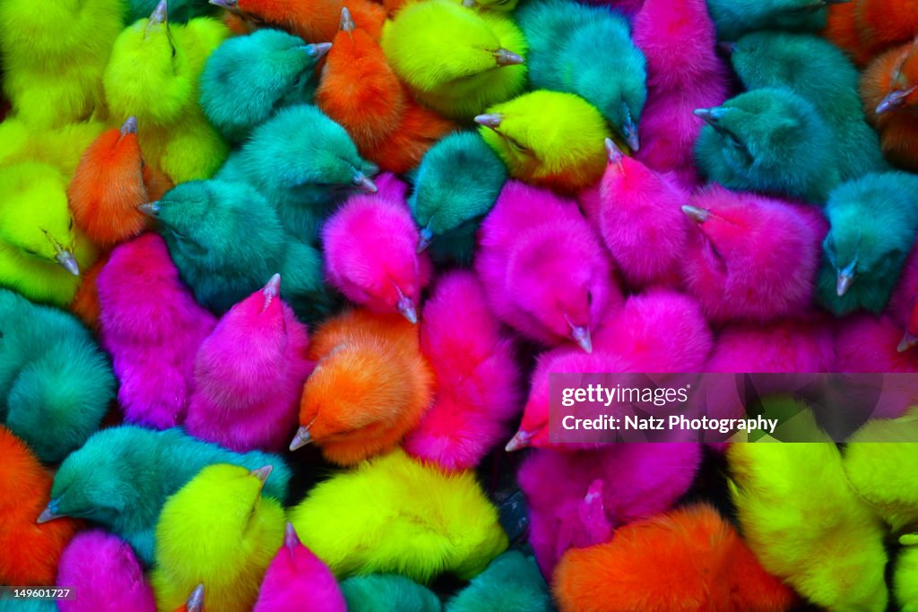 Colorful Chik Colorful Chick High-Res Stock Photo - Getty Images