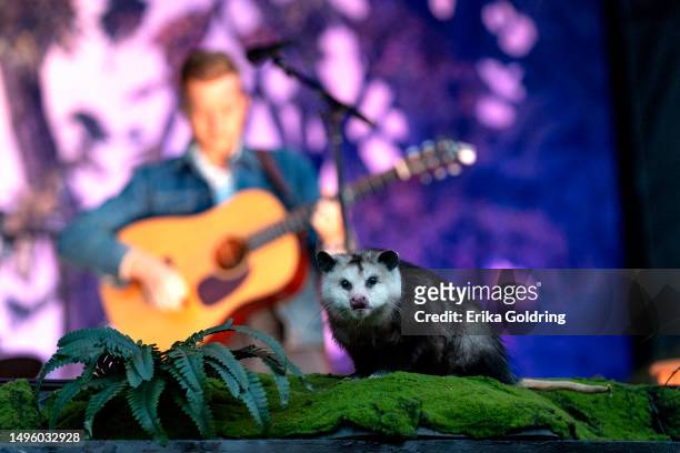 View of a taxidermized opossum during Tyler Childers' performance on Day Two of 2023 Railbird Music Festival at The Infield at Red Mile on June 04,...