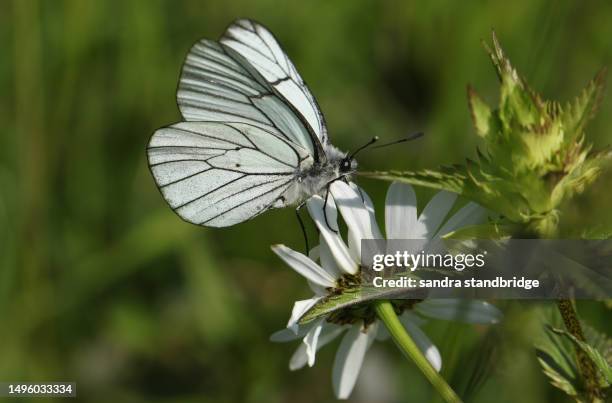 a rare black-veined white butterfly, aporia crataegi, nectaring on the flower of an ox-eye daisy growing in a meadow. - groot geaderd witje stockfoto's en -beelden