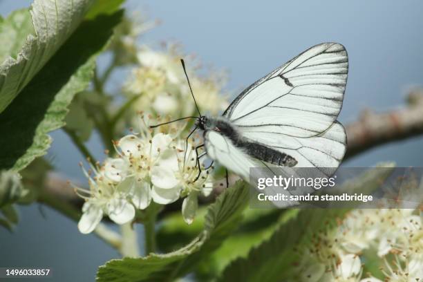 a rare black-veined white butterfly, aporia crataegi, nectaring on the flowers of a rowan tree . - groot geaderd witje stockfoto's en -beelden