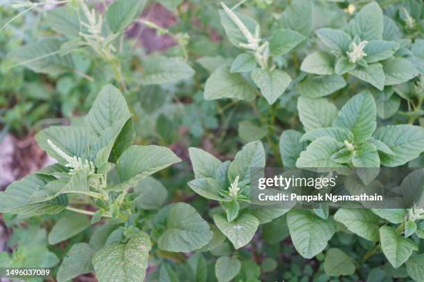 spinach amaranthus viridis, amaranthaceae green leaves vegetable fresh blooming in garden, nature food background - amarant stock-fotos und bilder