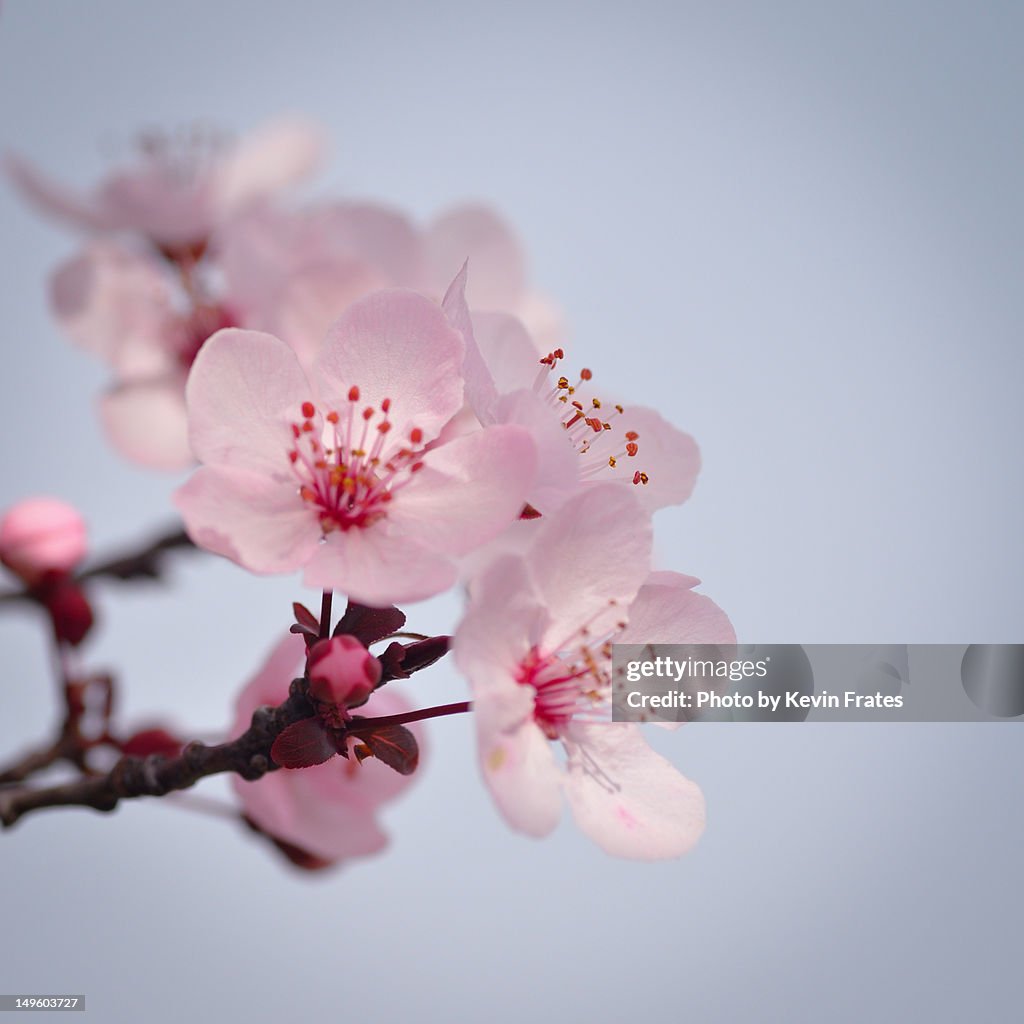 Pink cherry blossom