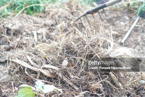 hoe digging, mow the grass - ho stock pictures, royalty-free photos & images