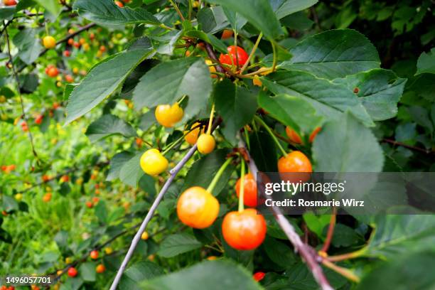 sour cherries in natural surroundings - ginja imagens e fotografias de stock