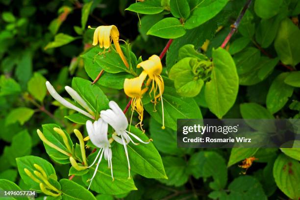 close-up of flowering lonicera caprifolium - arrowwood 個照片及圖片檔