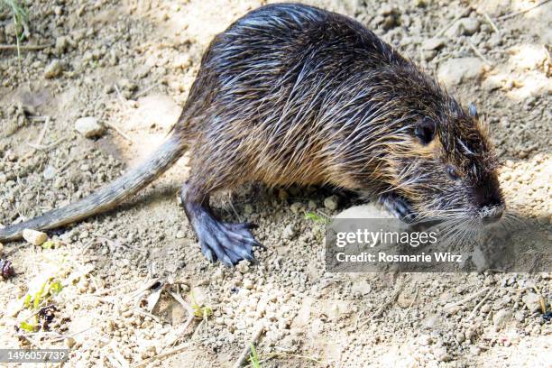 nutria (myocastor coypus) looking for food in nature reserve - castoro foto e immagini stock