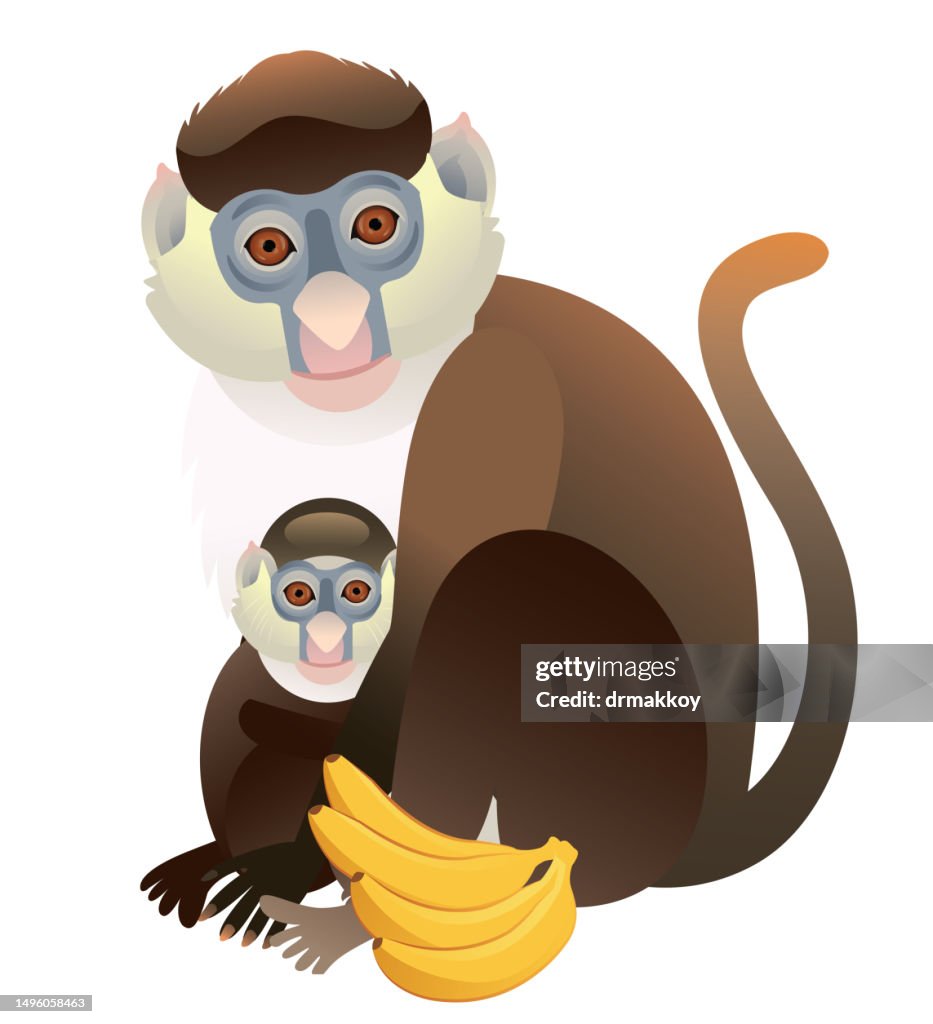 Red-tailed monkey and cub