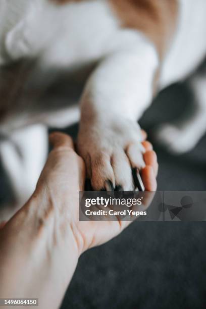 personal perspective human hand holding pet pawn - human hand pet paw stock pictures, royalty-free photos & images