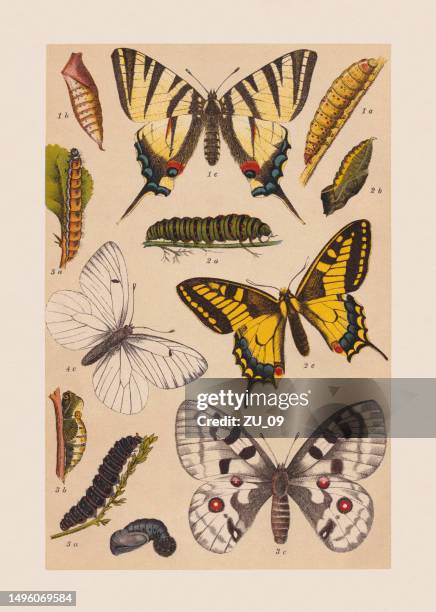 stockillustraties, clipart, cartoons en iconen met various butterflies (papilionoidea), chromolithograph, published in 1892 - butterfly cocoon