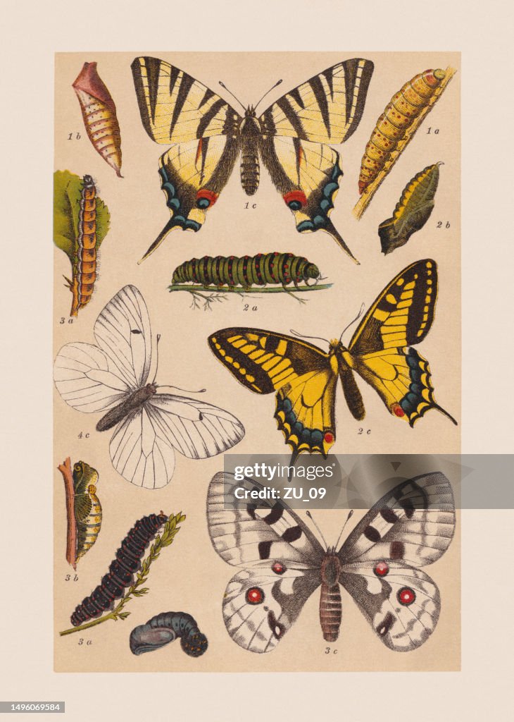 Various butterflies (Papilionoidea), chromolithograph, published in 1892