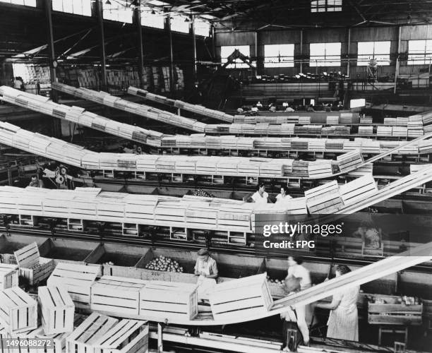 Workers packing crates of citrus fruits, as the crates pass along six conveyors, from packing to loading, at an unspecified citrus processing plant,...