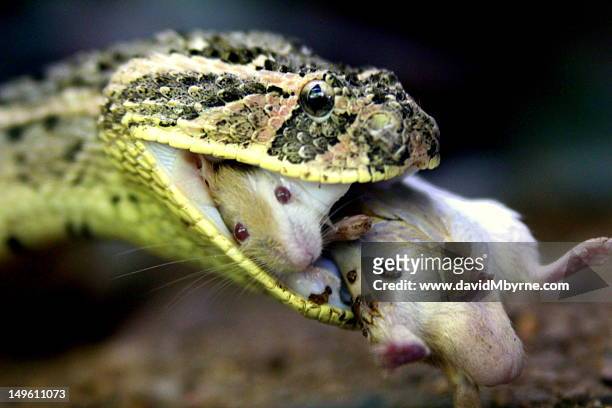 puff adder - bitis arietans stock pictures, royalty-free photos & images