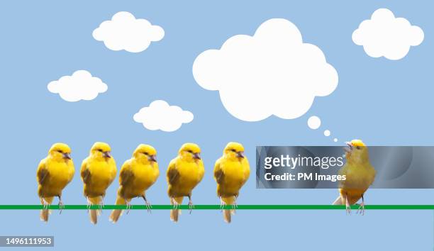 one canary talking to a group of canaries - medium group of animals stock-fotos und bilder